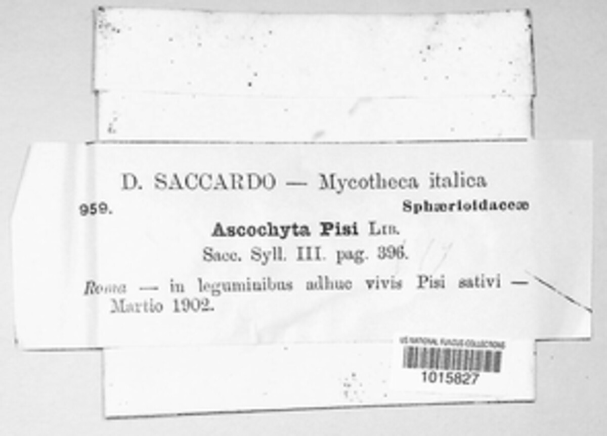 Didymella pisi image